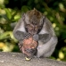 monkey_macaque_balinese_mf_ubud_v_1191_bal4909.jpg